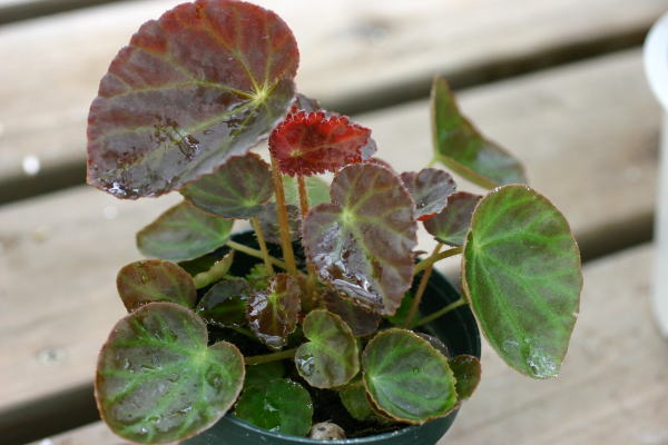B. ‘Purple Heart’